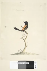 Strona 33. Rozmiar naturalny Czerwony, strzyżyk grzbietowy Malurus melanocephalu,samiec, 1791-92