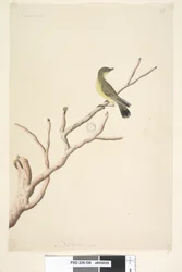 Strona 36. Wrzesień. Naturalna wielkość Żółtodziób zwyczajny Acanthiza nana, 1791-92
