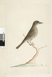 Strona 3. Turdu. poniżej tytuł w innej ręce Sierpnia naturalnej wielkości. Drozd zwyczajny Zoothera lunulata, 1791-92