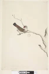 Strona 41. Fringilla. powyższy tytuł w innym rozdaniu Czerwiec. Naturalny rozmiar. Iris wątpliwy Diamond Firetail Stagonopleura guttata, niedojrzały, 1791-92