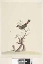 Strona 42. Fringilla. U dołu pośrodku, inną ręką: Wielkość naturalna. Krasnogonek diamentowy Stagonopleura guttata, 1791-92