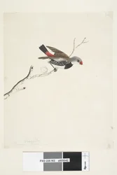 Strona 43. Fringilla. poniżej tytuł w innym rozdaniu Luty. Naturalna wielkość Diamond Firetail Stagonopleura guttata, 1791-92