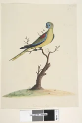Strona 49. Wojna, uciekła. na dole pośrodku inną ręką. Naturalny rozmiar. Turkusowa papuga Neophema pulchella, samiec, 1791-92