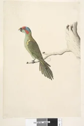 Strona 52. Lorikeet piżmowy Glossopsitta concolor naturalnej wielkości, 1791-92
