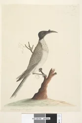 Strona 55. Wer,gan lub Brat. w lewym dolnym rogu w innej ręce Meliphaga Phrygia. na dole pośrodku w trzeciej ręce Naturalnej wielkości Hałaśliwy Friarbird Philemon corniculatus, 1791-92
