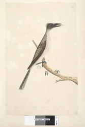Strona 57. Styczeń. Naturalnych rozmiarów, miał być młodym ptaszkiem Noisy Friarbird Philemon corniculatus, 1791-92