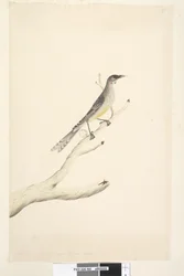 Strona 60. Czerwiec. Zmniejszony w skali do połowy naturalnej wielkości akacji zwyczajnej, Bird Anthochaera carunculata, 1791-92