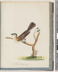 Strona 60. Niezidentyfikowany ptak. Turdus cyjanocefal. Drozd niebieskogłowy