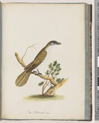 Strona 61. Niebieskolicy Miodownik. Turdus sinica. Drozd o niebieskich policzkach