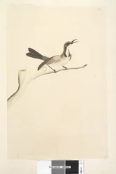 Strona 63. Maj. Naturalnej wielkości miodnik pospolity Phylidonyris melanops, 1791-92