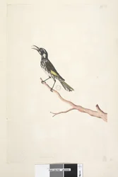 Strona 65. Maj, naturalnej wielkości Żółty skrzydlaty miodojad New Holland, 1791-92