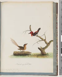 Strona 66. 1. Miodowiec szkarłatny. Certhia/Miodowiec/orientale. 2. Niezidentyfikowany ptak. Muscicapa malachura
