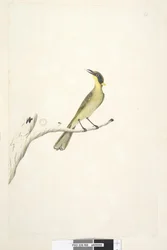 Strona 69. Naturalny rozmiar. Iris wątpliwie żółty, czernica miodowa Lichenostomus melanops, 1791-92