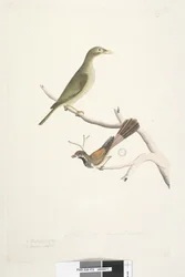 Strona 72. 1. Meliphaga. 2. Muscicapa. Naturalny rozmiar. Tęczówki obu wątpliwe. Bell Miner Manorina melanophrys i Rhipidura rufifrons, 1791-92
