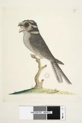 Strona 79. Młody Jastrząb Musquito, naturalnej wielkości Owlet Nightjar Aegotheles cristatus, 1791-92