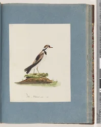 Strona 79. Dotterel z czarnym czołem. Charadrius Hiaticula