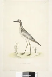 Strona 85. Oedicnemus. na dole pośrodku inną ręką 1/2 naturalnej wielkości Southern Stone, Curlew Burhinus magnirostris, 1791-92