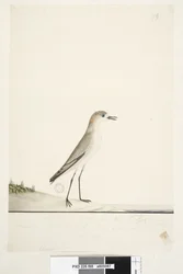 Strona 88. Charadrius. poniżej linii obramowania w innej ręce Ten ptak biega po ziemi jak skowronek piaskowy i jest bardzo pospolity na piaskach w różnych częściach portu. poniżej tego w trzeciej ręce Naturalny rozmiar Czerwona, krępowana Dotterel Charadri