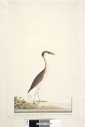 Strona 89. Ardea ..?.. Noc Nankeen, Czapla Nycticorax caledonicus, 1791-92
