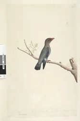 Strona 8. Coraciae. w dolnym otoku w innej ręce Październik. Zmniejszony do połowy Rysunek Ptaka zaczerpnięty z Dollar, Bird Eurystomus orientalis, 1791-92