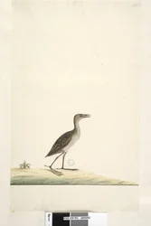Strona 93. Rallus. powyższy tytuł w innym rozdaniu sierpień. Naturalnej wielkości derkacz Porzana pusilla, 1791-92