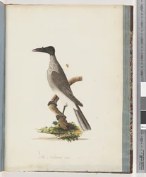Strona 95. Hałaśliwy Friarbird. Pokrętło z frontem Honeyeater