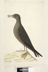 Strona 97. Ptak z wyspy Norfolk potocznie zwany baranim, rysowany naturalnej wielkości Wedge, Burzyk ogoniasty Puffinus Pacificus, 1791-92