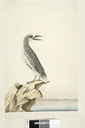 Strona 99. Faeton. w innej ręce Młody Tropic Bird 1/2 naturalnej wielkości Rudy, ogoniasty Tropicbird Phaethon rubricauda, 1791-92