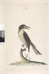 Strona 9. Vanga. u góry po lewej inną ręką Lipiec, naturalnej wielkości Samica Cracticus torquatus szara, 1791-92