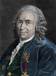 Portret Karola Linne (Carl von Linne, Linneus 1707-1778), szwedzkiego przyrodnika. Rycina XIX wieku.