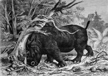 Prehistoria: dinozaur z rodziny perisodaktylów, przodek nosorożca, deracinacja drzewa. Grawerowanie XIX wieku fn