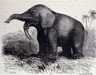 Prehistoria: przedstawienie Dinotherium, typ pachyderm.