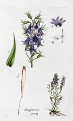 Roszpunka