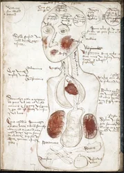 Reprezentacja Arystotelesowskiej Teorii Świadomości (Od: De corpore et anima) - Anonimowy - 1497 - Akwarela na pergaminie - 22x15,8 - John Rylands University Library