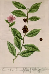 Herbata Sinensis - deska botaniczna