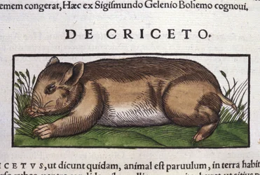 Chomik w historii zwierząt Conrada Gesnera (1516-1565), Tiguri