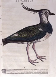 Czajka w Historia Animalium Conrada Gesnera (1516-1565), Tiguri