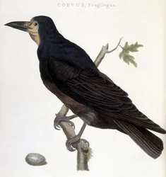 Raven Fruglegus - tablica historii naturalnej