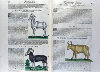 Podwójna strona czworonogów w Historia Animalium Conrada Gesnera (1516-1565), Tiguri