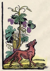 Lis i winogrona. Bajka o Asope (XVIII w. grawerowanie)