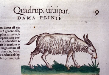 Koza po Historia animalium Konrada Gesnera, Tiguri