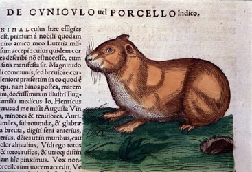 Świnka morska wg Historia animalium Konrada Gesnera, Tiguri