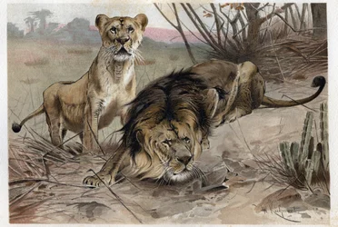 Lew (Panthera leo) - grawer z „”Życie zwierząt Brehma”” Alfreda Edmunda Brehma (1829-1884)