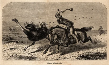 Polowanie na strusia, wyrysowane z fotografii, ilustrujące historię polowań w Afryce Williama Charlesa Baldwina w latach 1852-1860. Rycina w „Le tour du monde” pod redakcją Edouarda Chartona