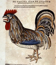 Kogut według Historia Animalium Conrada Gesnera, Tiguri 1560. Biblioteca Nazionale Braidense. Mediolan
