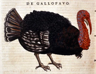 Indyk według Historia Animalium Conrada Gesnera, Tiguri 1560. Biblioteca Nazionale Braidense. Mediolan