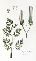 Grzebień Venus