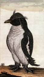 Wykres zoologiczny przedstawiający ptaka Diomedea z rodziny Albatross. Grawerowanie XVIII wieku