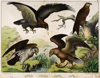 a: Orzeł przedni (Aquila chrysaëtos), b: Bielik (Haliaëtus albicilla), c: Gadożer zwyczajny (Circaëtus gallicus), d: Kania ruda (Milvus regalis) - w „Historii naturalnej ptaków“, wyd. Hoepli, Mediolan.