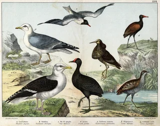 a: Batalion (Machetes pugnax), b: Kurka wodna (Gallinula chloropus), c: Derkacz (Crex pratensis), d: Jakana (Parra Jacana), e: Mewa śmieszka (Hydrocolaeus ridibundus), f: Mewa siodłata (Larus marinus), g: Mewa srebrzysta (Larus argentus) - W „Natural Hist”